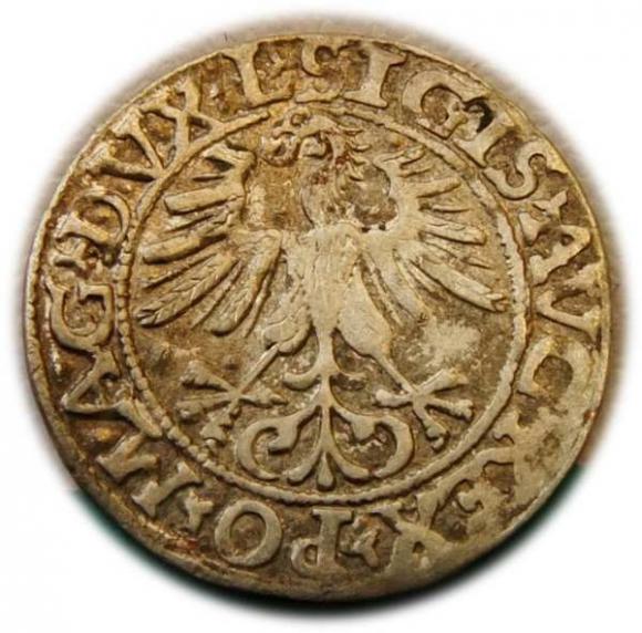 Półgrosz 1561 Zygmunt II August Wilno (2)