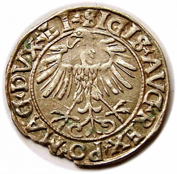 Półgrosz 1556 Zygmunt II August Wilno (2)
