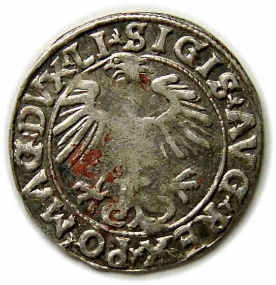 Półgrosz 1556 Zygmunt II August Wilno (2)
