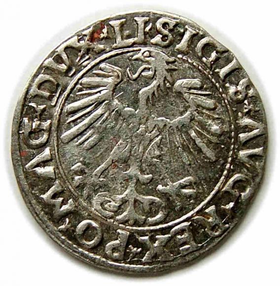 Półgrosz 1556 Zygmunt II August Wilno (2)