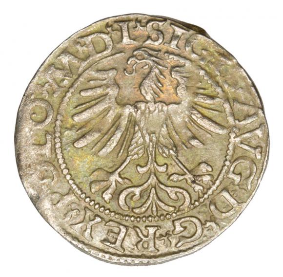 Półgrosz 1565 Zygmunt II August Litwa Wilno (2)