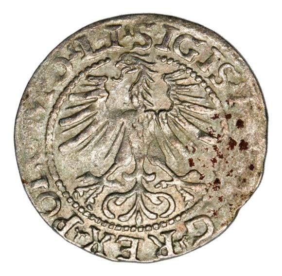 Półgrosz 1564 Zygmunt II August Litwa Wilno (2)