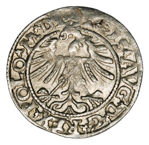 Półgrosz 1563 Zygmunt II August Litwa Wilno (2)