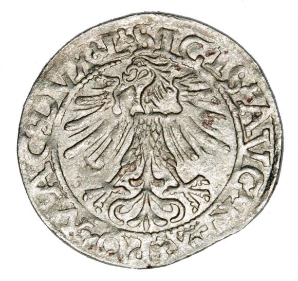 Półgrosz 1562 Zygmunt II August Litwa Wilno (2)