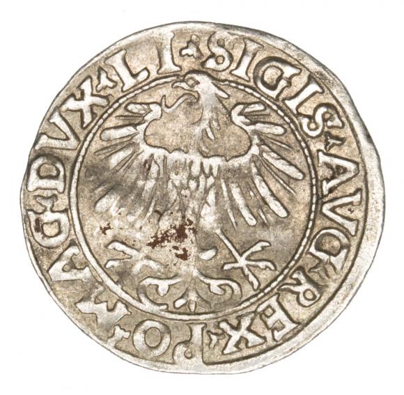 Półgrosz 1556 Zygmunt II August Litwa Wilno (2)
