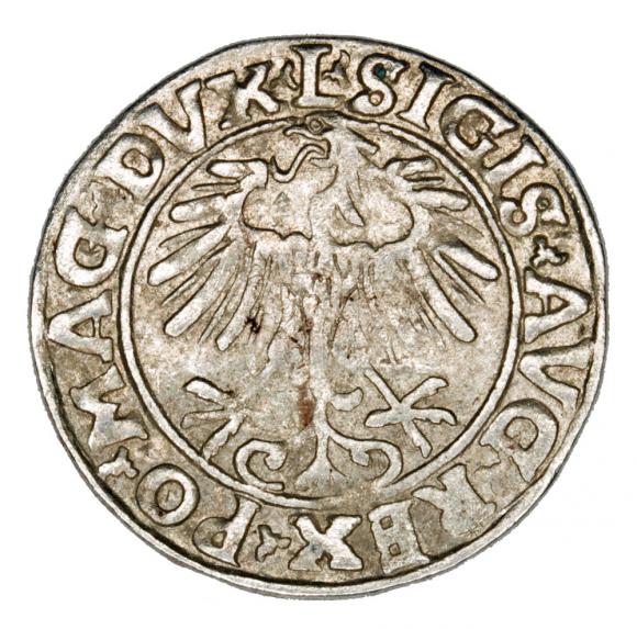 Półgrosz 1556 Zygmunt II August Litwa Wilno (2)