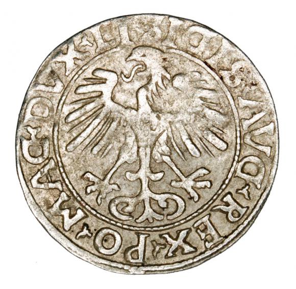 Półgrosz 1556 Zygmunt II August Litwa Wilno (2)