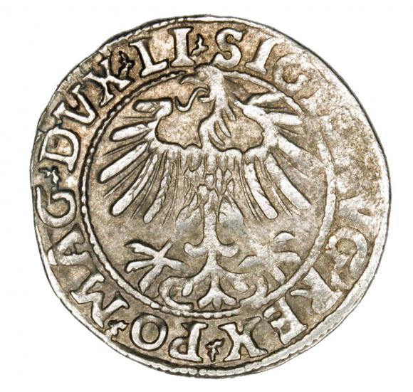 Półgrosz 1557 Zygmunt II August Litwa Wilno (2)