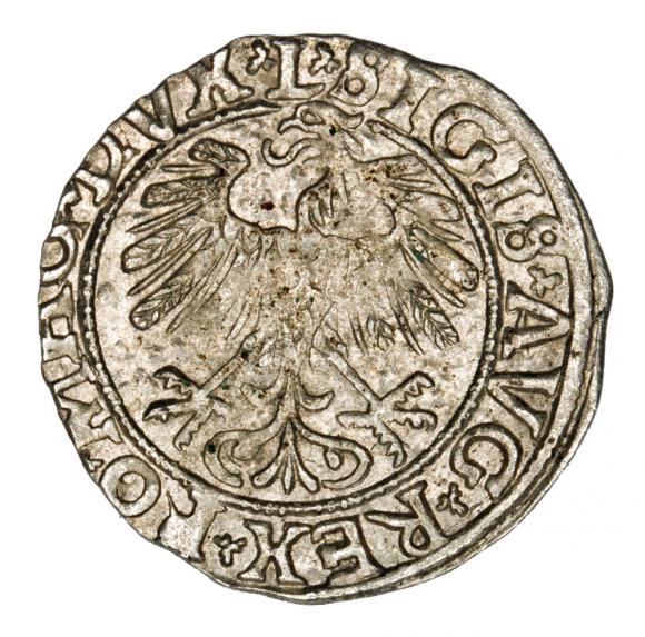 Półgrosz 1558 Zygmunt II August Litwa Wilno (2)