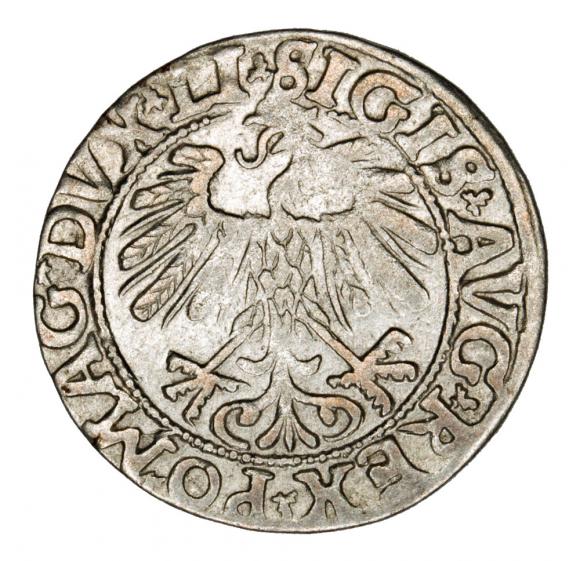 Półgrosz 1558 Zygmunt II August Litwa Wilno (2)