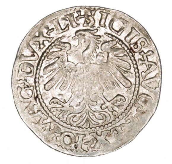 Półgrosz 1559 Zygmunt II August Litwa Wilno (2)