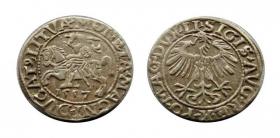 Obrazek dla: Półgrosz 1557 Zygmunt II August Wilno