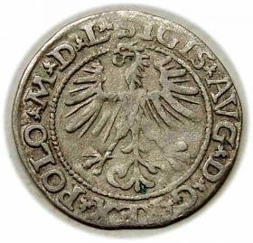 Obrazek 2 dla: Półgrosz 1564 Zygmunt II August Wilno