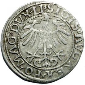 Obrazek 2 dla: Półgrosz 1557 Zygmunt II August Wilno