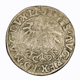 Obrazek 2 dla: Półgrosz 1557 Zygmunt II August Wilno