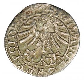 Obrazek 2 dla: Półgrosz 1565 Zygmunt II August Litwa Wilno