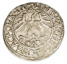 Obrazek 2 dla: Półgrosz 1562 Zygmunt II August Litwa Wilno