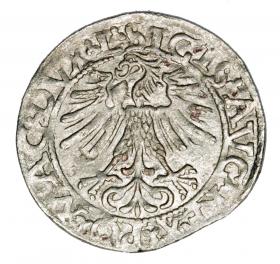 Obrazek 2 dla: Półgrosz 1562 Zygmunt II August Litwa Wilno