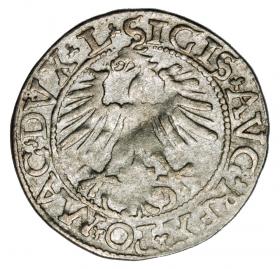 Obrazek 2 dla: Półgrosz 1562 Zygmunt II August Litwa Wilno
