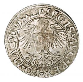 Obrazek 2 dla: Półgrosz 1549 Zygmunt II August Litwa Wilno