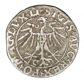Obrazek 2 dla: Półgrosz 1551 Zygmunt II August Litwa Wilno