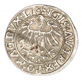 Obrazek 2 dla: Półgrosz 1556 Zygmunt II August Litwa Wilno