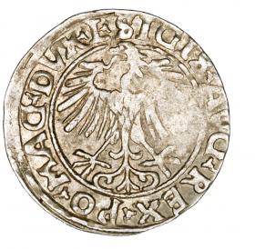 Obrazek 2 dla: Półgrosz 1556 Zygmunt II August Litwa Wilno