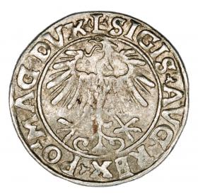 Obrazek 2 dla: Półgrosz 1556 Zygmunt II August Litwa Wilno