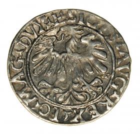Obrazek 2 dla: Półgrosz 1559 Zygmunt II August Litwa Wilno